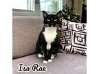 Isa Rae, Domestic Shorthair For Adoption In Nashville, Georgia