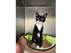 Boots, Domestic Shorthair For Adoption In St. George, New Brunswick