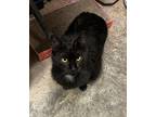 Doodle, Domestic Mediumhair For Adoption In Redding, California