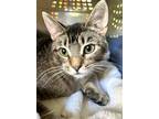 Adopt Theo a Domestic Short Hair, Tabby