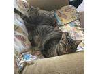 Dazzie And Loonie, Domestic Shorthair For Adoption In Fowlerville, Michigan
