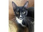 Florence, Domestic Shorthair For Adoption In Toms River, New Jersey