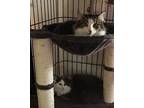 3 In Need Of Foster, Domestic Shorthair For Adoption In Fowlerville, Michigan