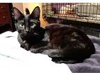 Tuzzy, Domestic Shorthair For Adoption In Redding, California