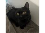 Adopt Wedge a Domestic Short Hair