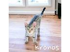 Kronos, Domestic Shorthair For Adoption In Nashville, Georgia