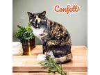 Confetti, Domestic Shorthair For Adoption In Nashville, Georgia