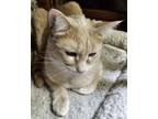 Mary, Domestic Shorthair For Adoption In Elk Grove Village, Illinois