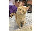 Timon, Domestic Shorthair For Adoption In Battle Creek, Michigan