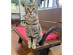 Wrigley, Domestic Shorthair For Adoption In Battle Creek, Michigan