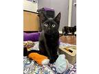 Silas, Domestic Shorthair For Adoption In Battle Creek, Michigan