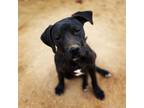 Adopt Leonardo a Pit Bull Terrier, Black Labrador Retriever