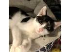 Tommy, Domestic Shorthair For Adoption In Knoxville, Tennessee
