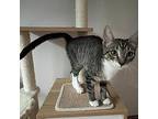 Lainey, Domestic Shorthair For Adoption In Toms River, New Jersey