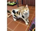 Moxie, Domestic Shorthair For Adoption In Battle Creek, Michigan