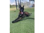 Adopt Mando - located in Florida a Dutch Shepherd