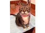 Momo, Domestic Shorthair For Adoption In Battle Creek, Michigan