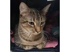 Rusty (must Go Molly), Domestic Shorthair For Adoption In Cary, North Carolina