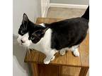 Andy, Domestic Shorthair For Adoption In Knoxville, Tennessee