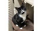 Mikey, Domestic Shorthair For Adoption In Redding, California