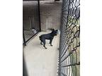 Scott, American Pit Bull Terrier For Adoption In Hernando, Mississippi