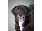 Rusty, Labrador Retriever For Adoption In Greenwood, South Carolina