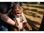 Molasses, American Staffordshire Terrier For Adoption In Harrison, Arkansas