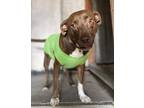 Coffee, American Pit Bull Terrier For Adoption In San Diego, California