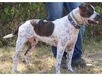 Mavrick, American Pit Bull Terrier For Adoption In Navasota, Texas