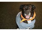 Ziti, Labrador Retriever For Adoption In Battle Creek, Michigan