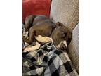 Legend-adoption Fee Sponsored, American Staffordshire Terrier For Adoption In