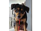 Buttons, Miniature Pinscher For Adoption In Hazelwood, Missouri