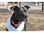 Tiana (adoption Fee Sponsored), American Staffordshire Terrier For Adoption In