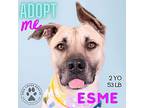 Esme, American Staffordshire Terrier For Adoption In Midland Park, New Jersey