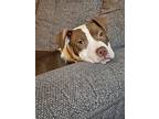 Nitro, American Pit Bull Terrier For Adoption In Toledo, Ohio