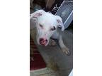 Blanca, American Pit Bull Terrier For Adoption In Goldsboro, North Carolina