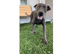 Huckleberry, Staffordshire Bull Terrier For Adoption In Chino Valley, Arizona