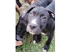 Kahlilas Krew, American Staffordshire Terrier For Adoption In Hilliard, Florida