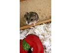 Oralee, Hamster For Adoption In Tucson, Arizona