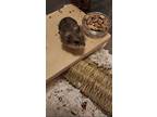 Solana, Hamster For Adoption In Tucson, Arizona