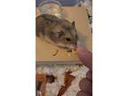 Lucero, Hamster For Adoption In Tucson, Arizona