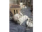 Cornelia & Harriet, Blanc De Hotot For Adoption In Bloomington, Indiana