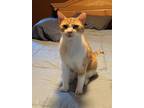 Maggie (kitty Koo), Domestic Shorthair For Adoption In Bulverde, Texas