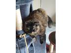 Cece, Domestic Mediumhair For Adoption In Bloomington, Indiana