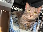 Luna, Domestic Shorthair For Adoption In Bloomington, Indiana