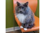 Greyson, Domestic Longhair For Adoption In Janesville, Wisconsin