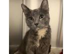 Monday, Domestic Shorthair For Adoption In Dallas, Texas
