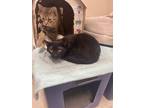 Greyworm (barn Buddy), Domestic Shorthair For Adoption In Menominee, Michigan