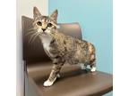 Koi, Domestic Shorthair For Adoption In Janesville, Wisconsin