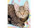 Crush, Domestic Shorthair For Adoption In Tierra Verde, Florida